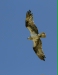 Osprey <i>Pandion haliaetus</i>