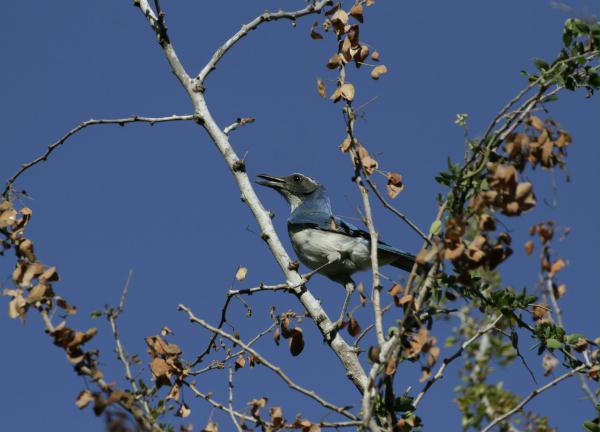 Western Scrub Jay <i>Aphelocoma californica</i>