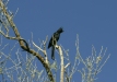 Phainopepla <i>Phainopepla nitens</i>
