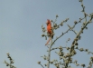 Northern Cardinal <i>Cardinalis cardinalis</i>