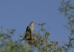 White-winged Dove <i>Zenaida asiatica</i>
