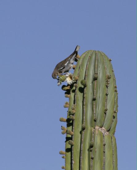White-winged Dove <i>Zenaida asiatica</i>
