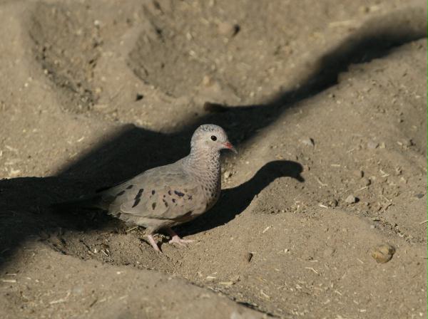 Common Ground Dove <i>Columbina passerina</i>