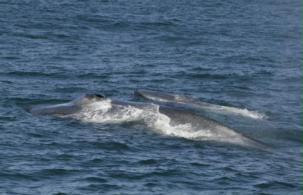 Blue Whale