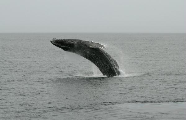Humpback Whale