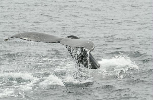 Humpback Whale