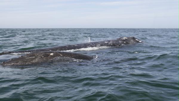 Gray Whale