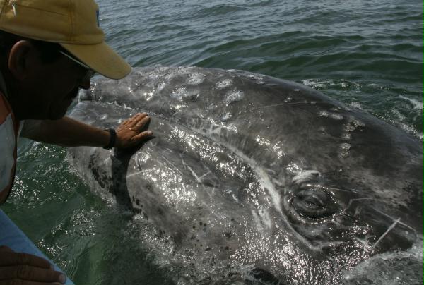 Gray Whale