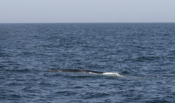 Fin Whale
