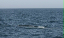 Fin Whale