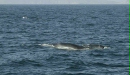 Fin Whale