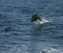 Common Bottlenose Dolphin