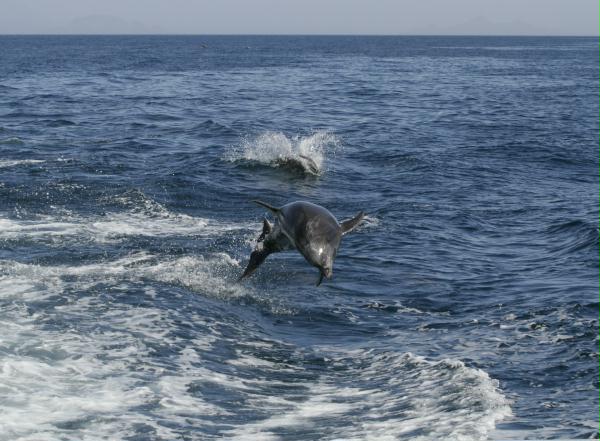 Common Bottlenose Dolphin