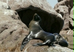 California Sea Lion