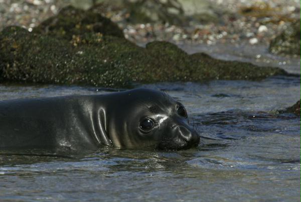 Northern Elephant Seal