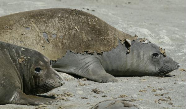 Northern Elephant Seal