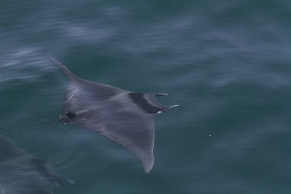 Spinetail Mobula <i>Mobula japanica</i>