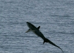 Thresher Shark <i>Alopias spp</i>