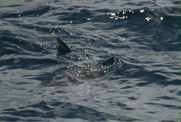 Roundtailed (or Common) Mola <i>Mola mola</i>