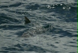 Roundtailed (or Common) Mola <i>Mola mola</i>