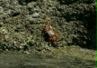 Sally Lightfoot Crab <i>Grapsus grapsus</i>