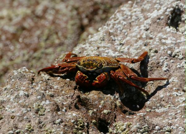 Sally Lightfoot Crab <i>Grapsus grapsus</i>