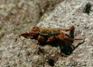 Sally Lightfoot Crab <i>Grapsus grapsus</i>
