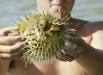 Long-spine Porcupinefish <i>Diodon holocanthus</i>