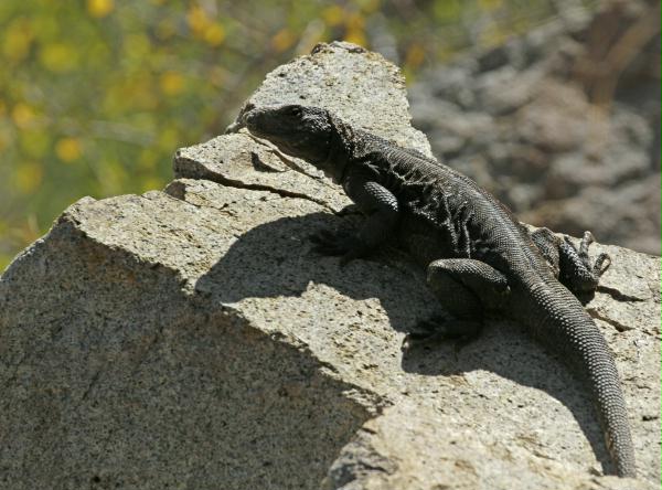 Common Chuckwalla <i>Sauromalus ater</i>