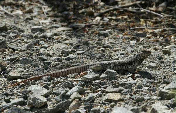 Desert Iguana <i>Dipsosaurus dorsalis</i>