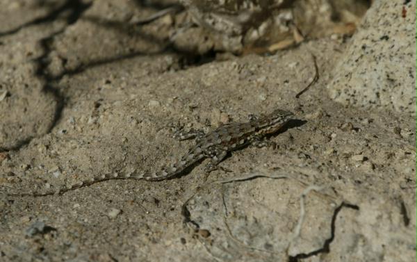 Lizard unknown species
