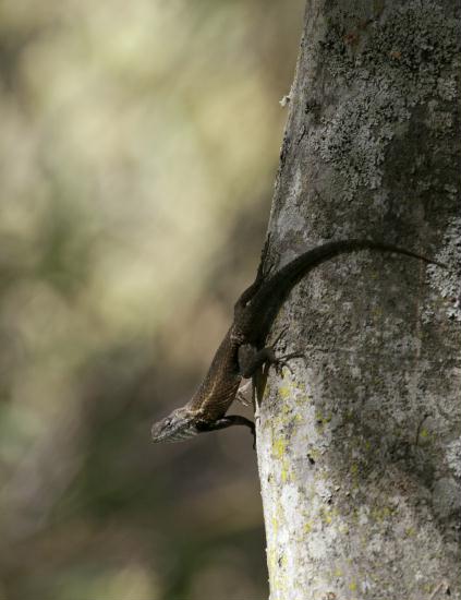 Lizard unknown species