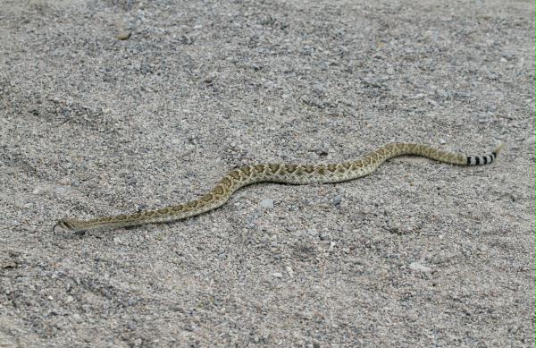 Red Diamond Rattlesnake <i>Crotalus ruber</i>