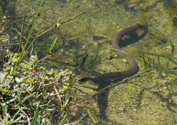 Cape Garter Snake <i>Thamnophis validus celaeno</i>