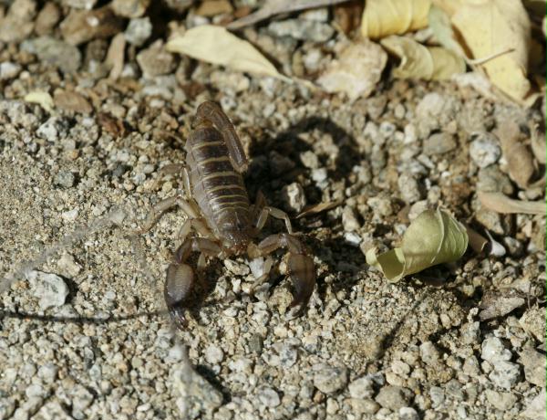 Scorpion unknown species