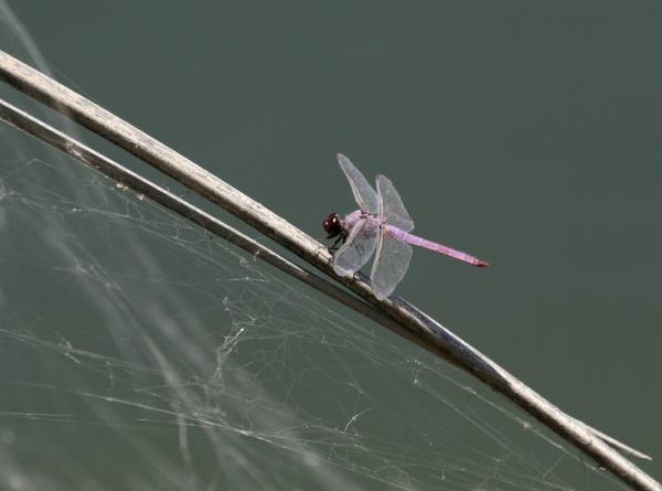 Roseate Skimmer <i>Orthemis ferruginea</i>