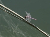 Roseate Skimmer <i>Orthemis ferruginea</i>