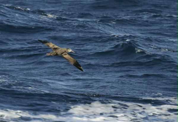Black-footed Albatross <i>Phoebastria nigripes</i>