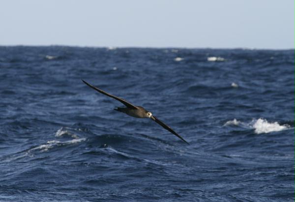 Black-footed Albatross <i>Phoebastria nigripes</i>