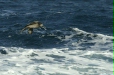 Black-footed Albatross <i>Phoebastria nigripes</i>