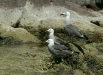 Heermann's Gull <i>Larus heermanni</i>