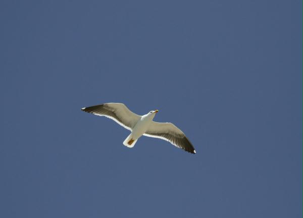 Yellow-footed Gull <i>Larus livens</i>