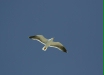 Yellow-footed Gull <i>Larus livens</i>