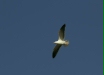Yellow-footed Gull <i>Larus livens</i>