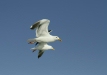 Western Gull <i>Larus occidentalis</i>