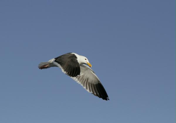 Western Gull <i>Larus occidentalis</i>