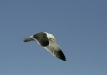 Western Gull <i>Larus occidentalis</i>