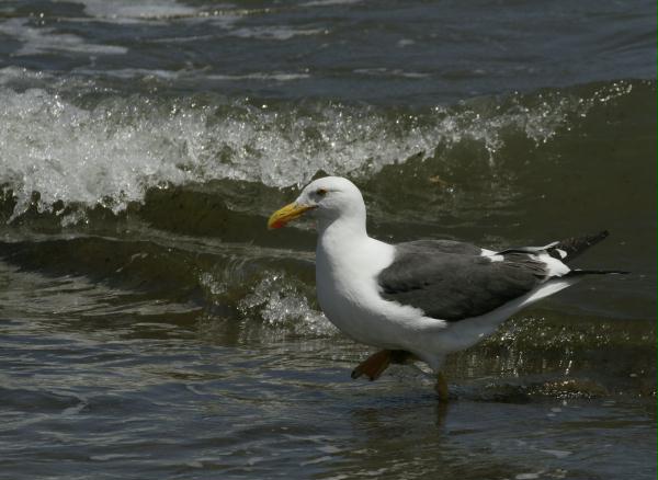 Western Gull <i>Larus occidentalis</i>