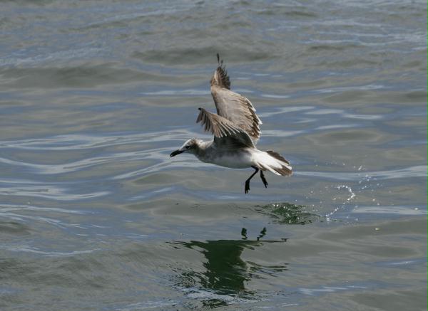 Laughing Gull <i>Leucophaeus atricilla</i>