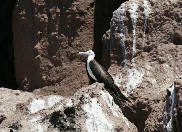 Magnificent Frigatebird <i>Fregata magnificens</i>